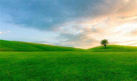 Fields Of Athenry