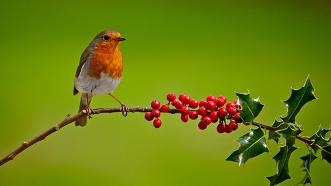 robin-on-holly-branch